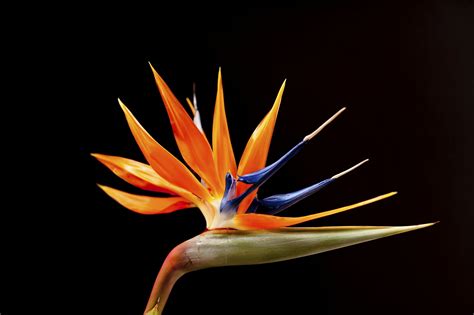 Are Bird Of Paradise Plants Poisonous To Pets Hunker Bird Of