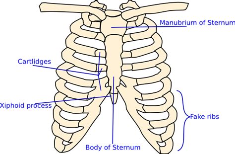 Rib Cage Anatomy Labeled Diagram Body Of Sternum Diagram Full Version 25116 Hot Sex Picture