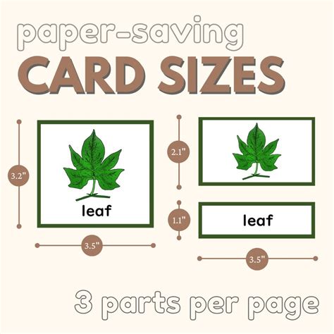 Parts Of The Leaf Montessori Botany Unit Study 5 Part Card Definition