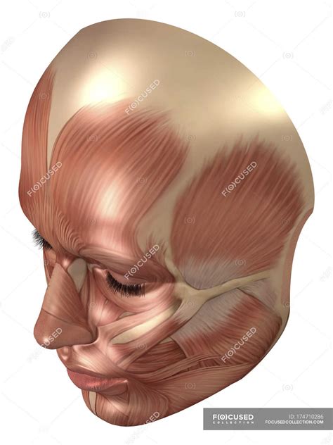 Anatomy Of Human Face Muscles — Myology Zygomaticus Major Stock