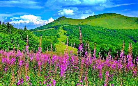 Beautiful Picturesque Scenery with Wonderful Pink Flowers : High ...