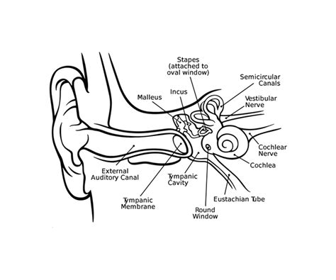 Inner Ear Drawing At Getdrawings Free Download