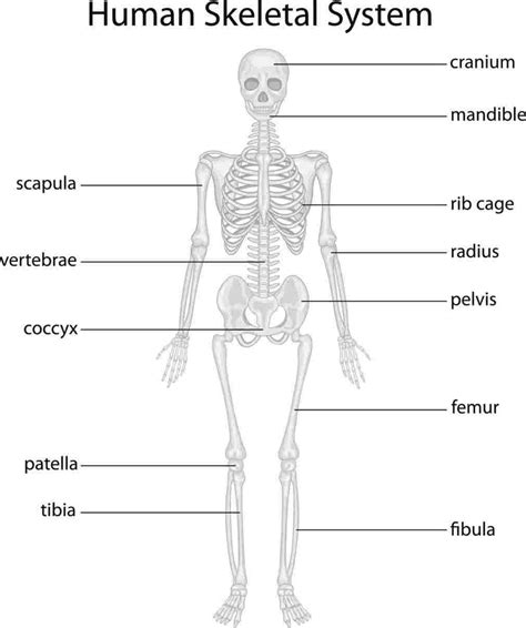 Skeletal System Drawing At Explore Collection Of