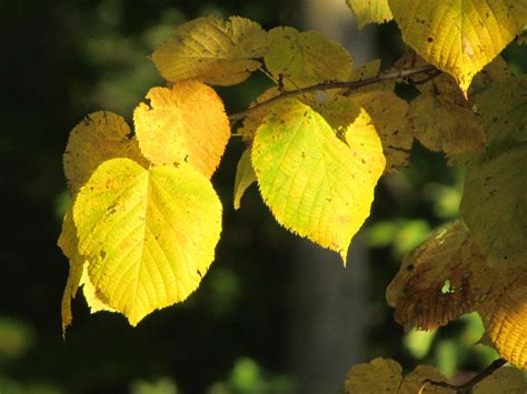 Fall Yellow Beech Leaves Photograph By David T Wilkinson Fine Art America