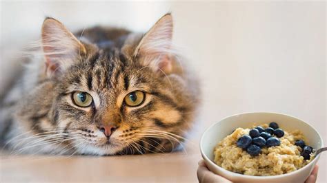 Their diet will vary a bit from season to season, and they will eat everything from. Can Cats Eat Oatmeal? Yummy Oatmeal Treat Recipe For Cats ...