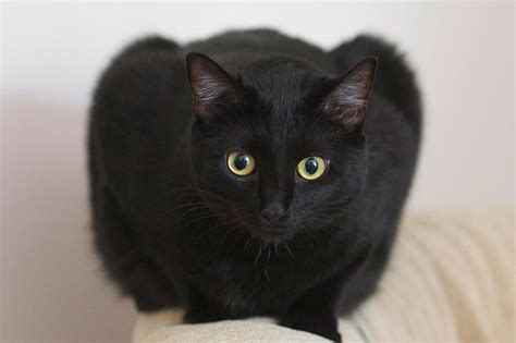 Breed Info And Facts Bombay Cat