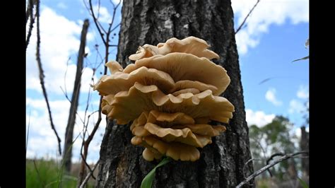 Poplar Oyster Mushrooms Foraging Wild Edibles Youtube