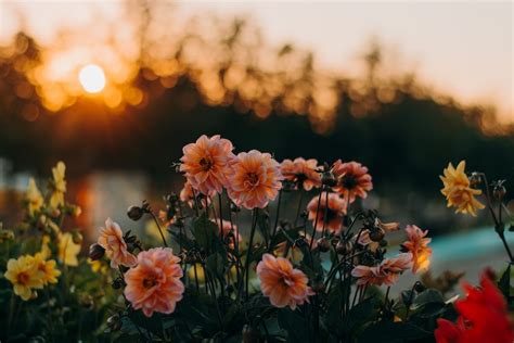 100 Evening Pictures Download Free Images On Unsplash