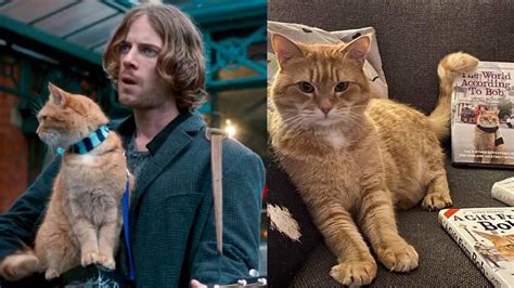 Bob The Cat The Star Of A Street Cat Named Bob Books And Movies Dead At