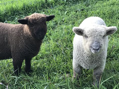 Sheep Breeds Pictures Transborder Media