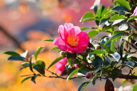 10 Plantas Japonesas Para Tener Un Jardín De Ensueño Jardineria On