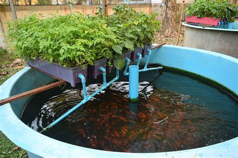 15 Diy Aquaponic Plans You Can Actually Build
