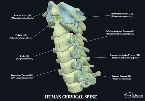 Human Cervical Spine Easyscience Technologies