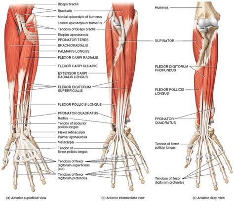 Muscles Of The Forearm That Move The Wrist Hand Thumb And Digits