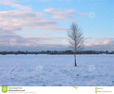 Lithuanian Winter Landscape Stock Image Image Of Lithuania Snowy