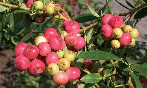 Plant vaccinium x 'pink lemonade' in mixed shrub and perennial borders, to create low hedges or as a container plant. Pink Lemonade Blueberry Plant | Groupon Goods