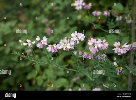 White And Pink Flowers Of Securigera Varia Plant Stock Photo Alamy