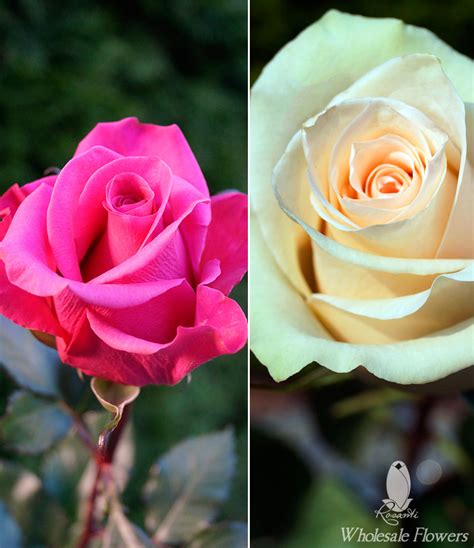 Hot Pink And Cream Roses Rosanti Flowers
