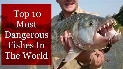 Top 10 Most Dangerous Fishes In The World Youtube