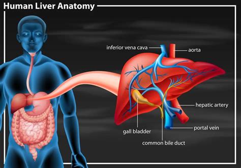 The right lobe of liver is larger than the left lobe of liver. Human liver anatomy diagram - Download Free Vectors ...