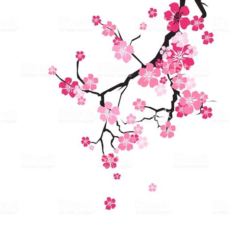 Cherry Blossom Background Sakura Flowers Pink On Branch Flat Vector