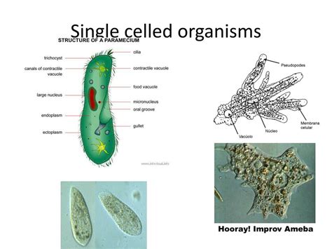 Ppt Aim How Did Scientists Discover Cells Powerpoint Presentation