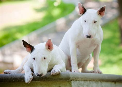 10 Strangest Looking Dog Breeds Who Are Still Adorable