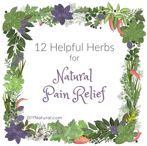 Want to keep your dog mobile? Natural Pain Relief: 12 Herbs To Use for Pain Relief