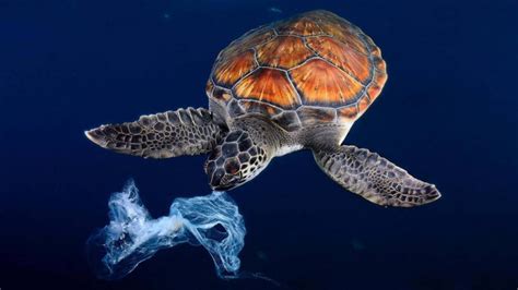 Turtles From All Seven Oceans In The World Have Microplastics In Their
