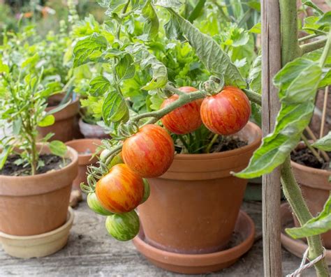 15 Vegetables That Are The Easiest To Grow In Containers