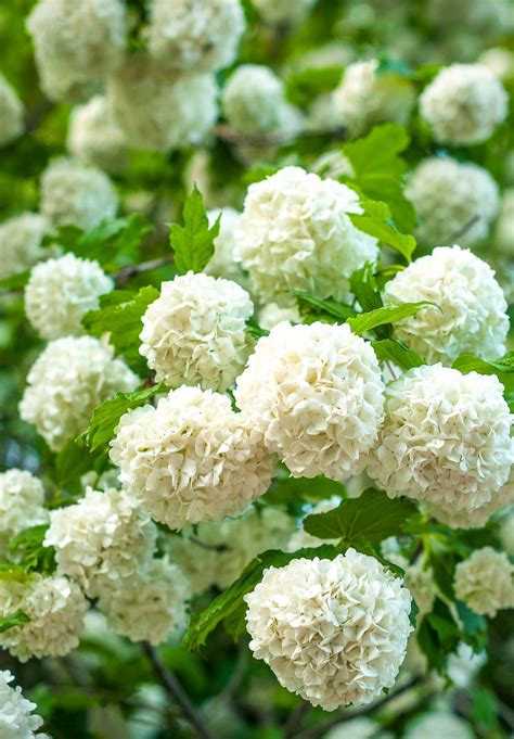 Get planting advice, garden design tips and trends, monthly checklists for your area, product specials and more in our weekly newsletter. 9 Best Flowering Shrubs to Plant for Great Curb Appeal ...