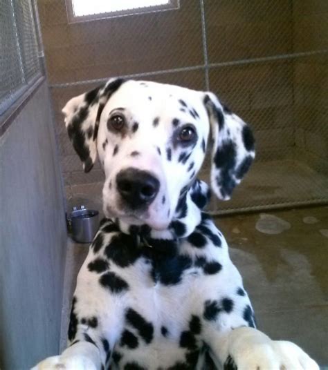 Please feel free to contact as with any queries you have regarding adoption. ADOPTED !! Taylor is a Dalmatian w/ Antelope Valley ...