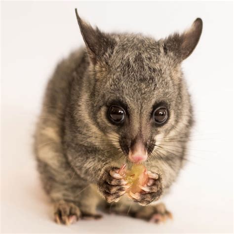 Everything You Need To Know About Possums In Australia Fpc