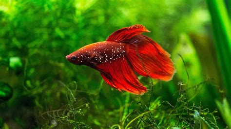 Betta Ich How To Treat And Prevent The Infection