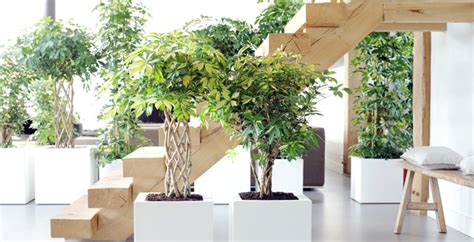 I bonsai da interno vanno posizionati in un ambiente molto ben illuminato, adiacente ad una finestra e distante, però, dalle fonti di calore come il termosifone o il camino. Piante della salute: come coltivare il benessere in casa e ...