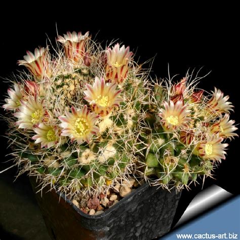Though cholla spines are sharp as can be, their appearance of glowing in the sun makes them a star in a garden. Mammillaria karwinskiana ssp karwinskiana