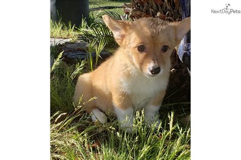 Adopt a purebred pembroke welsh corgi puppy today! Corgi puppy for sale near San Diego, California ...