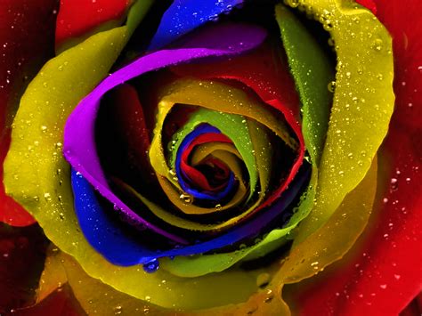 Colorful Roses Desktop Wallpapers 4k Hd Colorful Roses Desktop