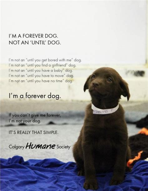Love between dog and owner quotes. Dog And Owner Quotes. QuotesGram