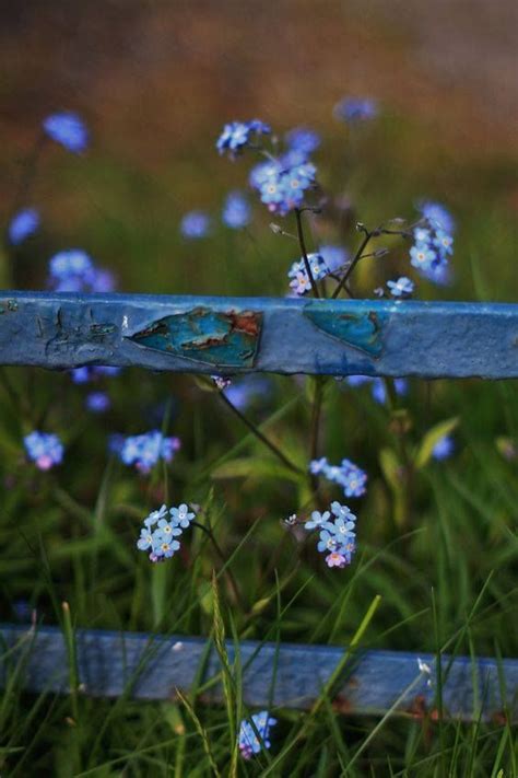 Meadow Garden Garden Fence Cottage Garden Blue Flowers Wild Flowers