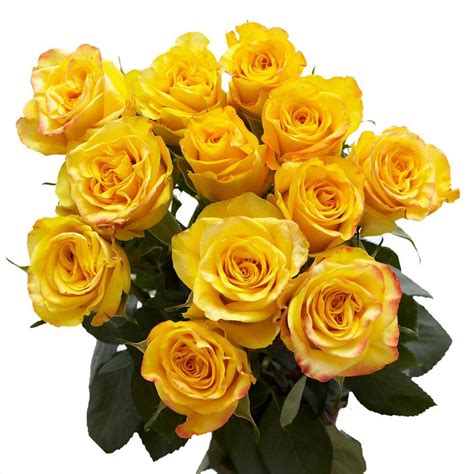 Globalrose 2 Dozen Yellow Roses Vars 2 Dozen Yellow Roses The Home Depot