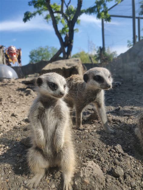 Drusillas Park Launches Competition To Name Six Baby Meerkats
