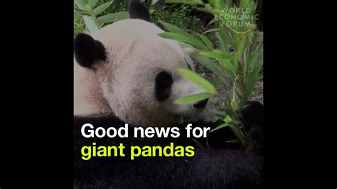 Good News For Giant Pandas They Are No Longer Considered Endangered