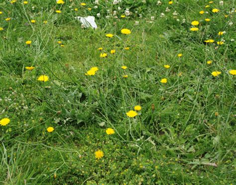 Thinking of becoming a breeder? Hypochaeris radicata | UMass Amherst Landscape, Nursery ...