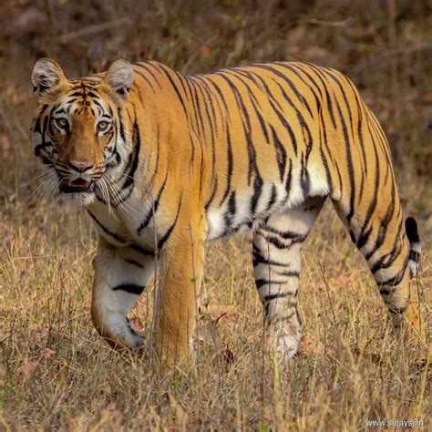 Project Tiger In India Everything About Tiger Conservation Ntca