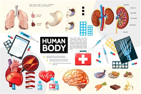 Anatomía Infographics Del Cuerpo Humano De La Historieta Ilustración