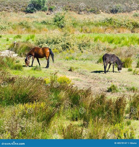 Horse and Donkey stock image. Image of countryside, agriculture - 48578147