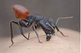 Carpenter Ant Bites On Humans Images