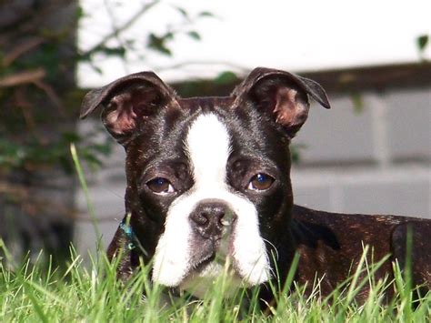 Top 10 Boston Terrier Names Boston Terrier Secrets