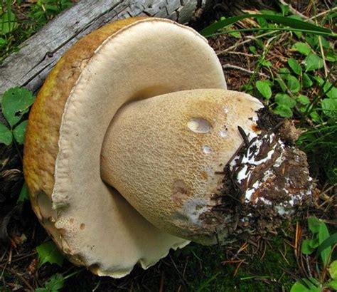 King Bolete Boletus Edulis In Manitoba Edible Mushrooms Stuffed